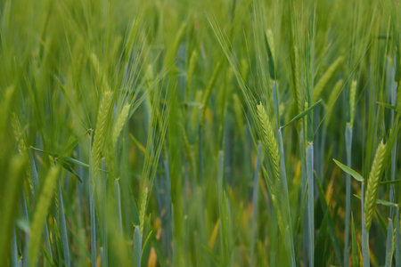 Young green wheat field in spring, texture, backgroundの写真素材