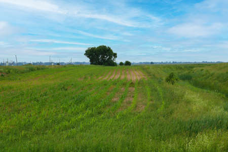 Beautiful young green wheat field on a sunny summer day in the countrysideの写真素材