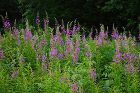 View of a flowering plant in the spring in the forestの写真素材