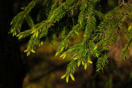 Young green branch of spruce in the spring forestの写真素材
