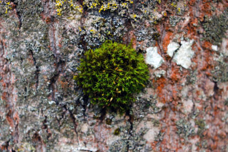 Green moss grows on the trunk of the treeの写真素材