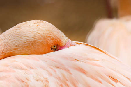 Flamingo hid its beak under feathers close-upの写真素材