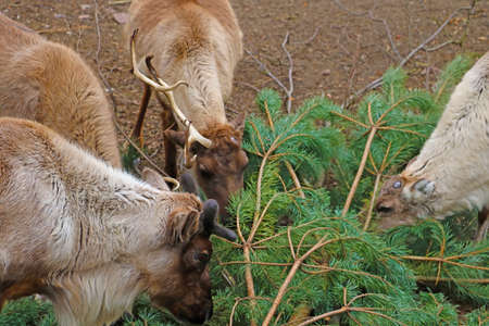 View of the deer eating the green pineの写真素材