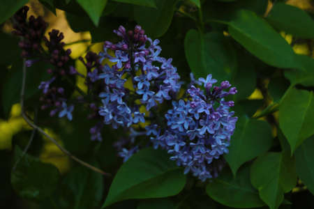 Blooming fragrant lilac in spring in the gardenの写真素材