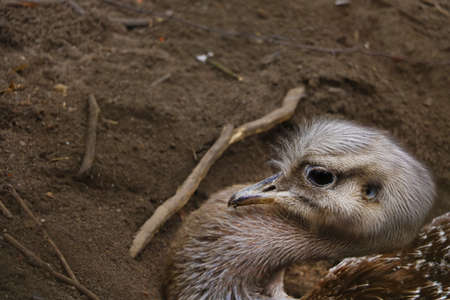 Close-up on the head of an ostrich sitting in the sandの写真素材