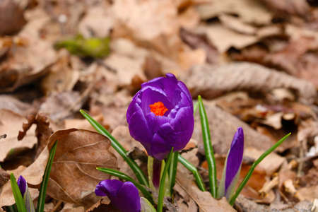 View of blooming crocus flowers in springの写真素材
