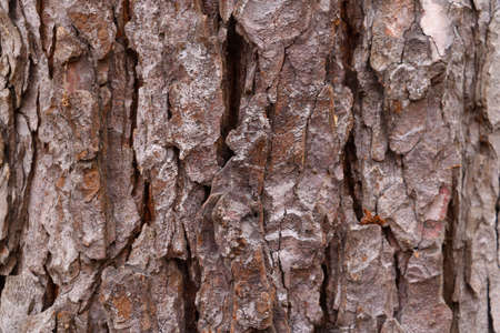 Texture of the trunk of a tree bark close-up, backgroundの写真素材