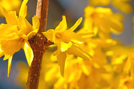 Yellow blossoming forsythia bush on spring sunny dayの写真素材