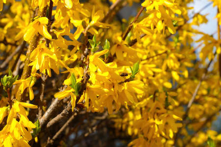 A large bush of bright yellow flowers of the forsythia plantの写真素材