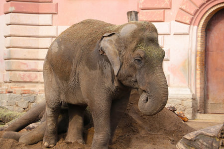 A large adult elephant sprinkled earth on itselfの写真素材