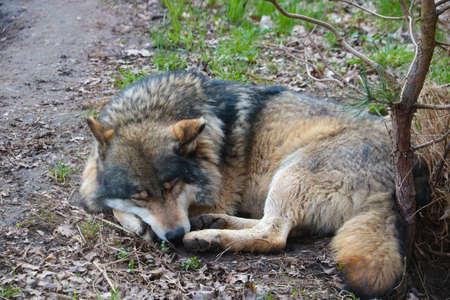 An adult wolf sleeps under a tree in the forestの写真素材