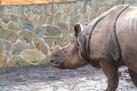 Close-up on an adult rhinoceros in the parkの写真素材