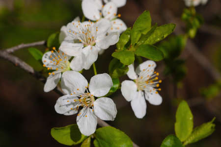 Blooming bush branch in spring in the parkの写真素材