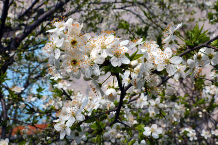 Blooming branches of cherry blossoms in the garden in spring