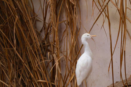 The egret stands in the bushes and looks attentivelyの写真素材