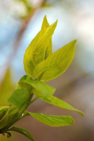 A young branch with green leaves blooms in springの写真素材