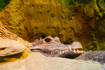 Close-up on the head of an alligator with large teethの写真素材