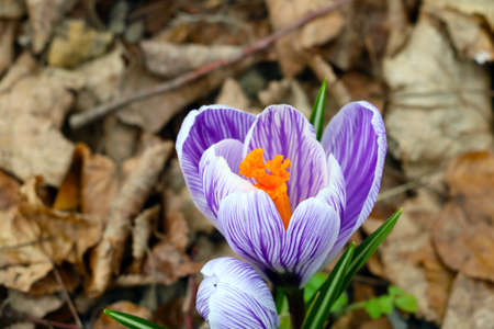 Close-up of a blooming crocus after winterの写真素材