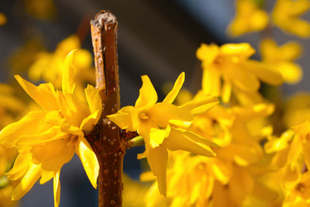 Close-up of blooming forsythia in the park in springの写真素材