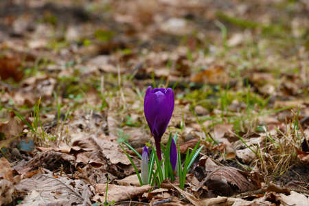 Close-up of a blooming crocus after winterの写真素材