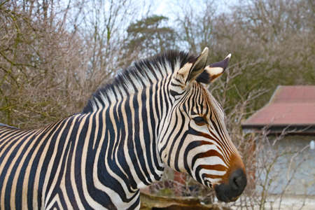 Close-up on a beautiful adult zebra in the parkの写真素材
