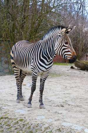 Close-up on a beautiful adult zebra in the parkの写真素材