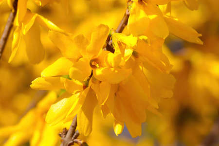 Close-up of blooming forsythia in the park in springの写真素材