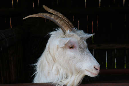 Close-up on a white ram in the villageの写真素材