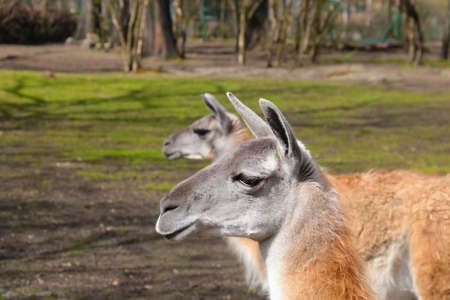 Close-up on a llama in the parkの写真素材