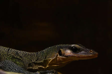Close-up on a monitor lizard, which is baskingの写真素材
