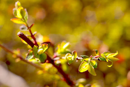 Close-up on a young green branch of an apple tree or bush that blooms in the spring in a garden or parkの写真素材