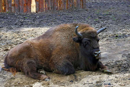 Close-up of an adult bison lying on the ground and chewingの写真素材