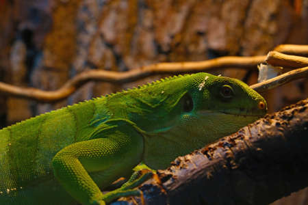 Close-up on the Green keel-bellied lizard. Reptileの写真素材