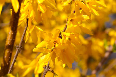 Close-up of a blooming yellow forsythia in the garden. A vibrant yellow trending color of 2021の写真素材