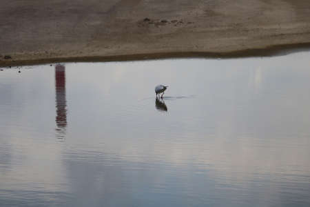 A seagull walks on the water on a cloudy dayの写真素材
