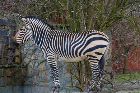 Close-up on a zebra in the park. Zebras live in small groups consisting of females with cubs and one stallionの写真素材