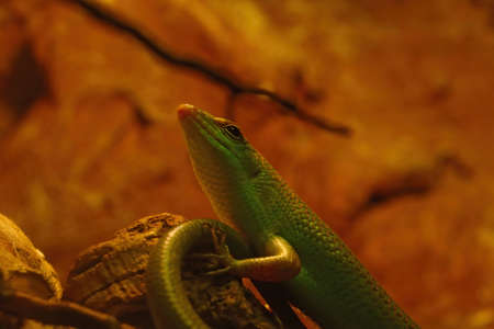 Emerald tree skink Lamprolepis smaragdina, sometimes ambiguously known as green tree skink or emerald green skinkの写真素材