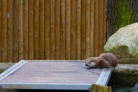 A wet otter lies near the water. Swims wellの写真素材