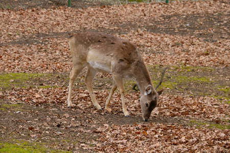 A sika deer walks in the forest looking for foodの写真素材