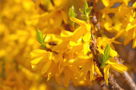 Blooming forsythia in spring in the park. Bright yellow, trend of 2021. A fragrant smell comes from the flowering bushes in the garden in springの写真素材