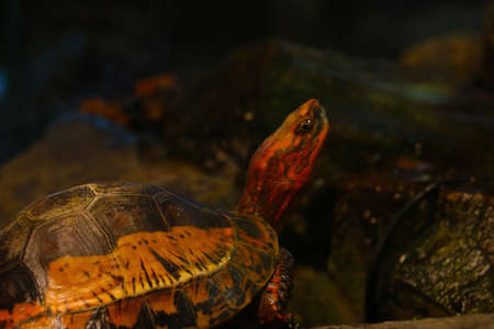 Beautiful bright turtle close-up near the waterの写真素材
