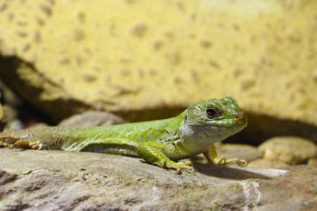 Close-up on a green lizard on a stoneの写真素材