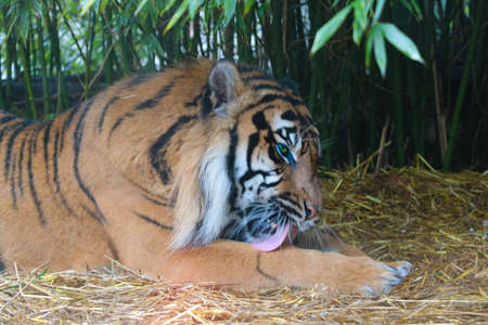 A beautiful adult tiger is washed in the parkの写真素材