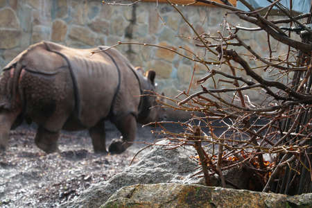Out of focus. Blurred background. An adult rhino in the parkの写真素材