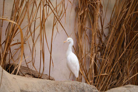 Close-up on a white bird against the background of bushesの写真素材