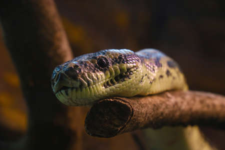Close-up on a snake on a treeの写真素材