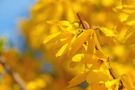 Close-up of blooming forsythia in a garden or park in springの写真素材