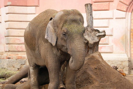 Close-up on an adult elephant in the parkの写真素材