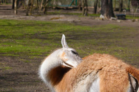 The grown llama turned back. Animals in the parkの写真素材