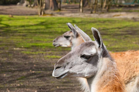 Close-up on young llamas in the parkの写真素材
